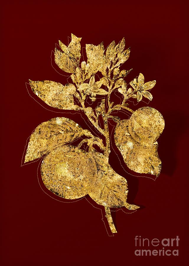 Gold Bitter Orange Botanical Illustration On Red Mixed Media By Holy Rock Design Fine Art America