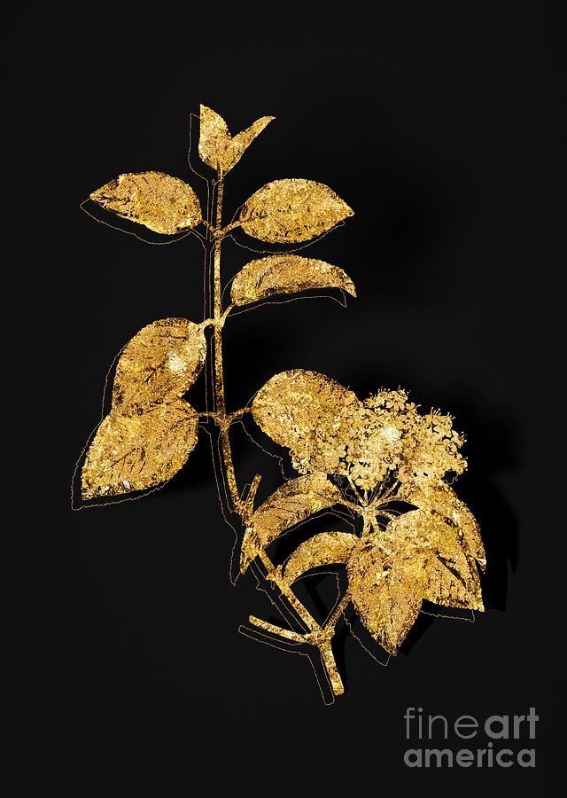 Gold Black Haw Botanical Illustration On Black Mixed Media
