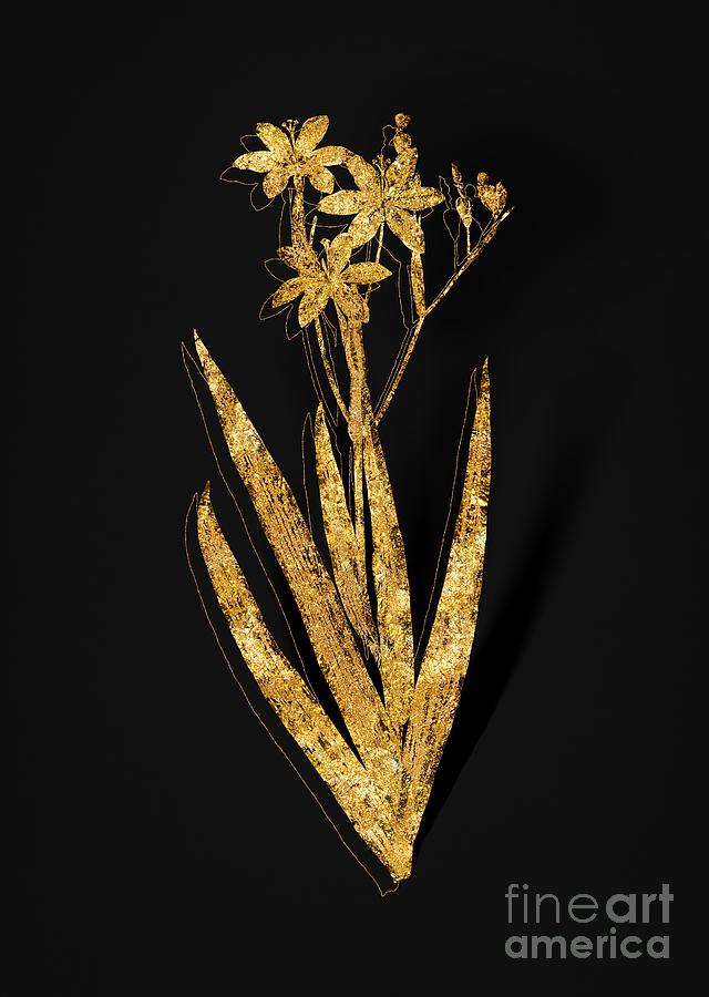 Gold Blackberry Lily Botanical Illustration on Black Mixed Media by Holy Rock Design