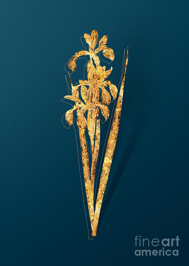 Gold Blue Iris Botanical Illustration on Teal Mixed Media by Holy Rock Design
