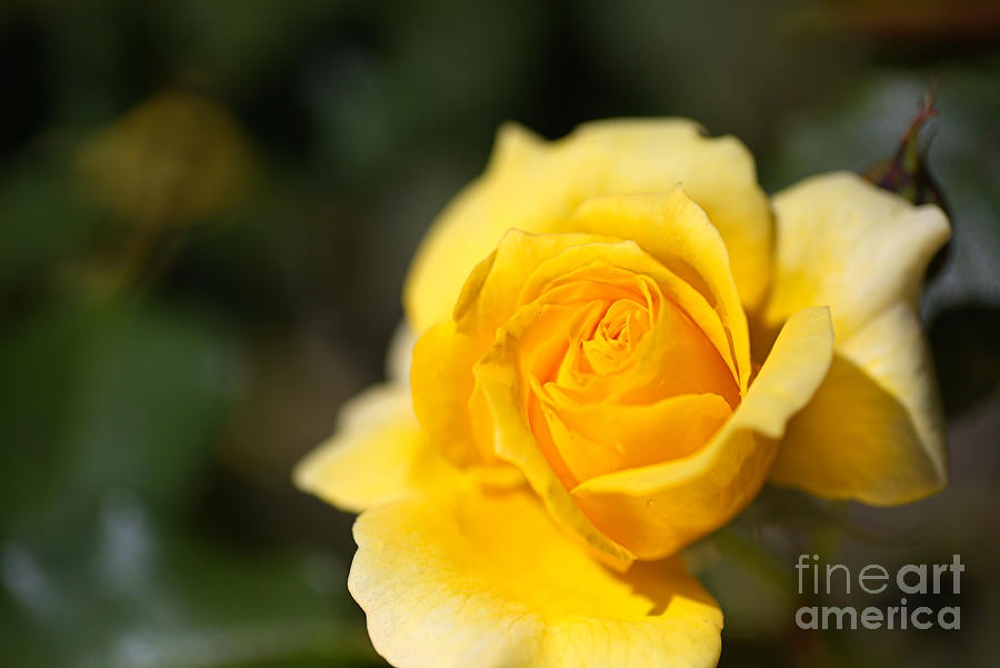 Gold Bunny Rose Flower Photograph by Joy Watson