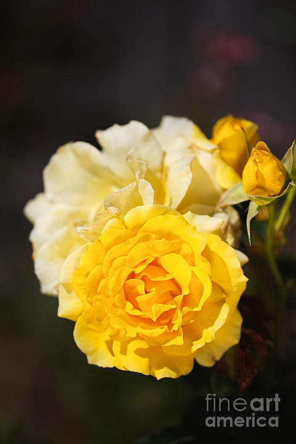 Summer Photograph - Gold Bunny Rose Flowering by Joy Watson