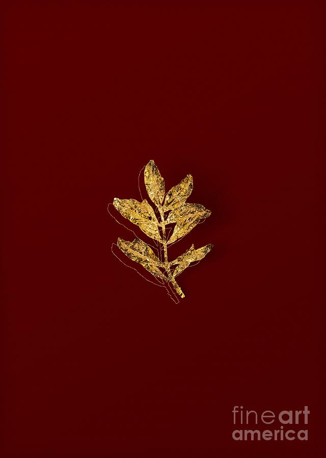 Gold Buxus Colchica Twig Botanical Illustration on Red Mixed Media by Holy Rock Design