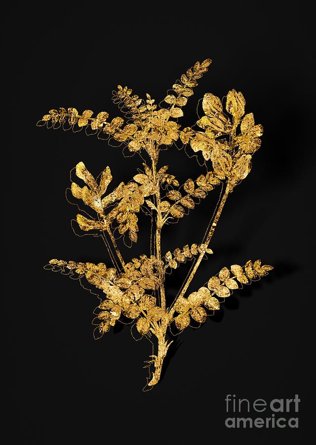 Gold Calophaca Wolgarica Botanical Illustration on Black Mixed Media by Holy Rock Design