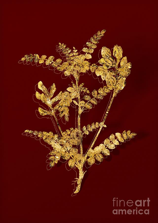 Gold Calophaca Wolgarica Botanical Illustration on Red Mixed Media by Holy Rock Design