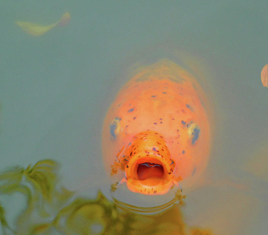 Gold Catfish Photograph