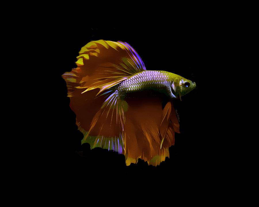 Gold Copper Brass Betta Fish On Black Digital Art