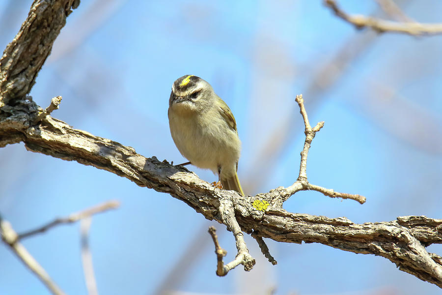 Gold Crowned Kinglet 2 Photograph by Brook Burling