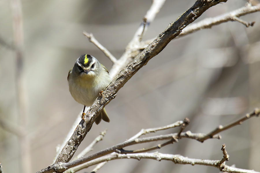 Gold Crowned Kinglet Photograph by Brook Burling