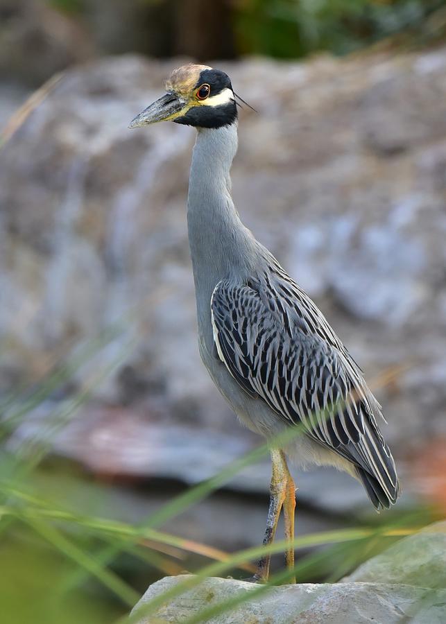 Gold Crowned Night Heron Photograph by TMBird