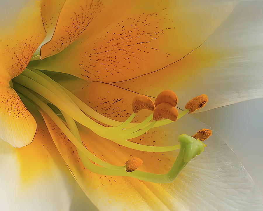 Lily Photograph - Gold Daylily Close-up by Patti Deters