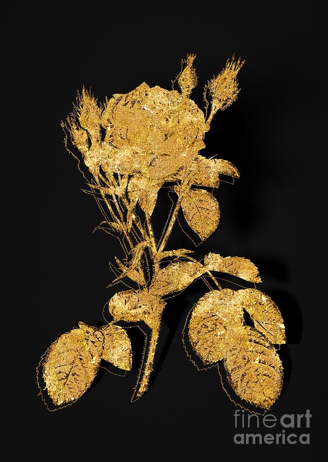 Gold Double Moss Rose Botanical Illustration on Black Mixed Media by Holy Rock Design