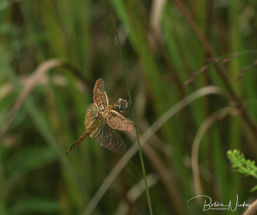 Nature Photograph - Gold Dragonfly by Bobbie Nickey