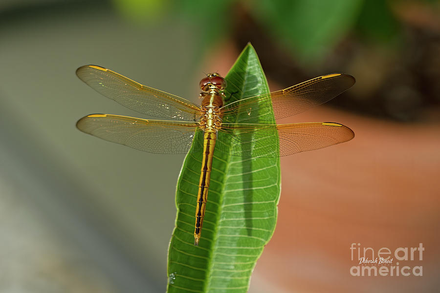 Gold Dragonfly Photograph by Deborah Benoit