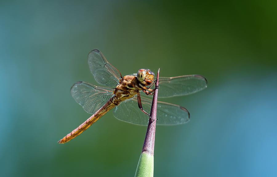 Gold Dragonfly Photograph by Steven Oliemuller - Fine Art America