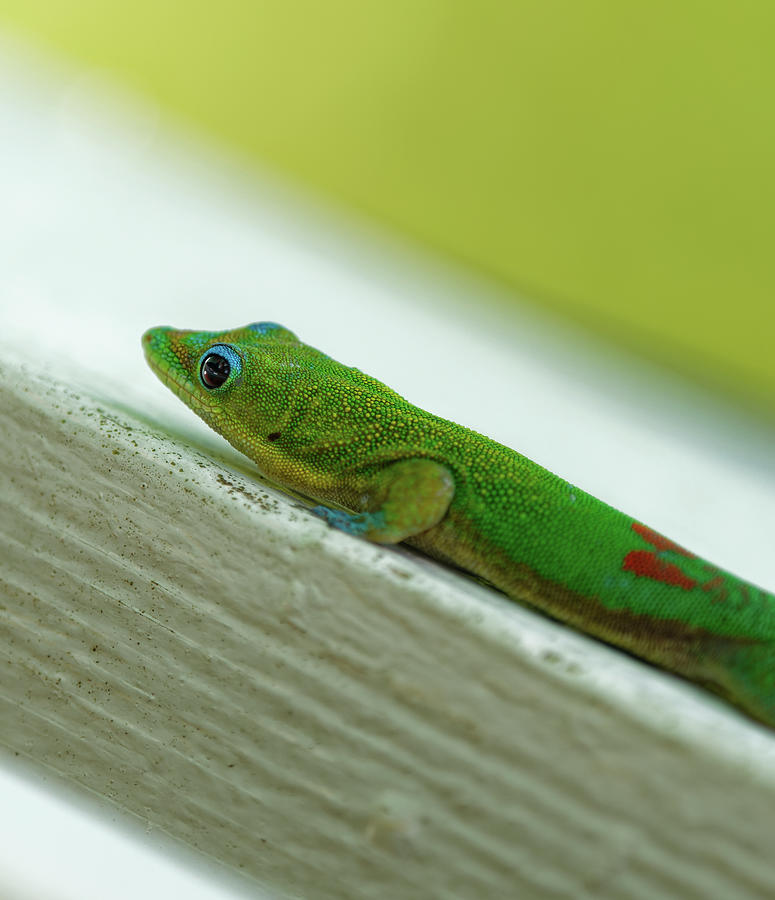 Gold Dust Day Gecko Photograph by Heidi Fickinger