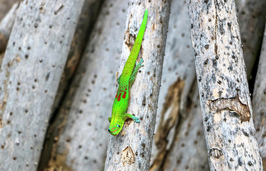 Gold Dust Day Gecko Photograph by Dawn Richards