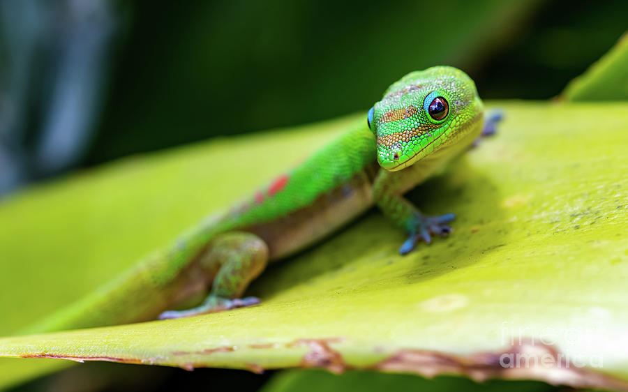 Gold Dust Day Gecko Looking Back Towards You Photograph by Phillip ...