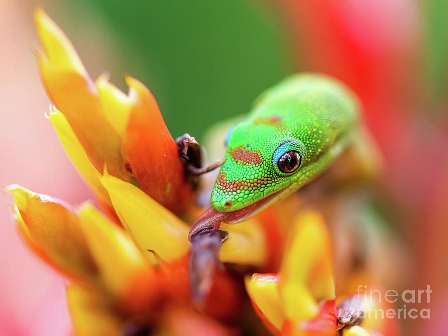 Gold Dust Day Gecko Showing off his Gene Simmons Tongue Photograph by ...