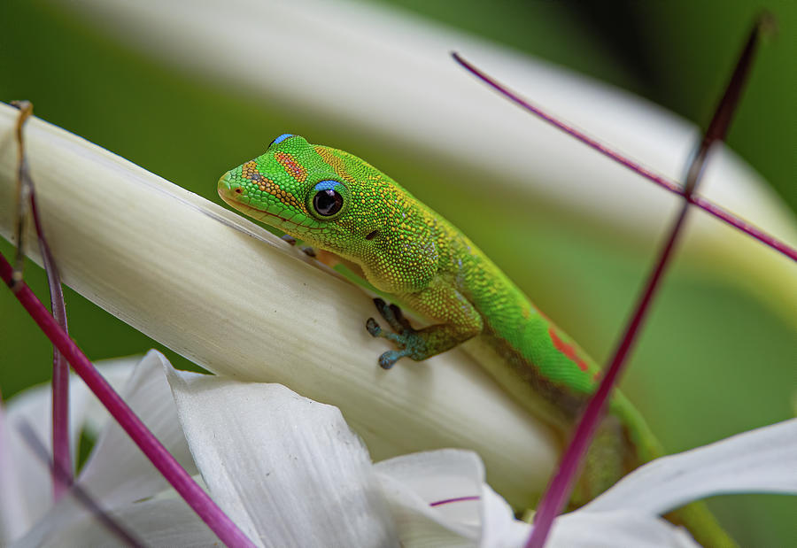 Gold Dust Gecko Photograph by Rick Mosher