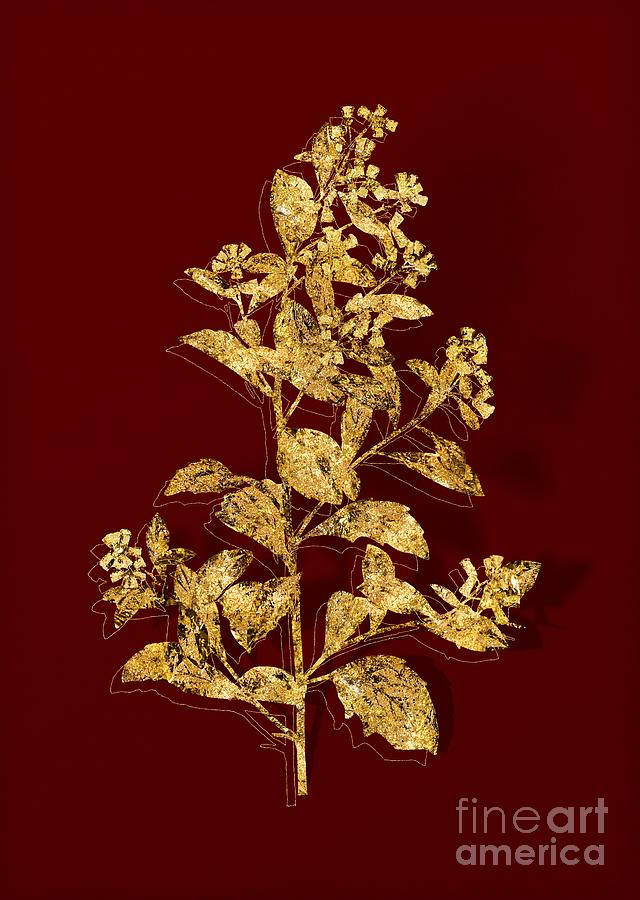 Gold Eastern Baccharis Botanical Illustration on Red Mixed Media by Holy Rock Design
