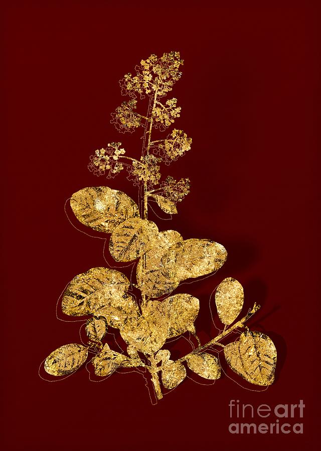 Gold European Smoketree Botanical Illustration on Red Mixed Media by Holy Rock Design