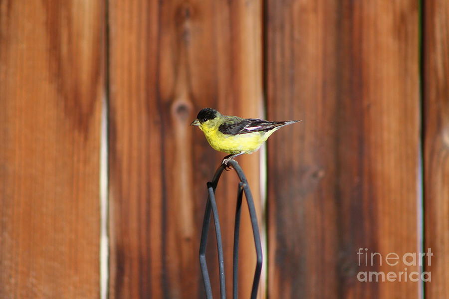 Gold Finch and Old Wooden Fence  Photograph by Colleen Cornelius