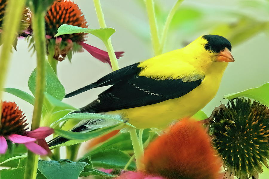 Gold Finch In Coneflower Field Photograph