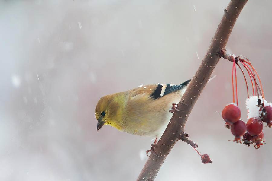 Gold Finch in winter Digital Art by Jerry Dalrymple