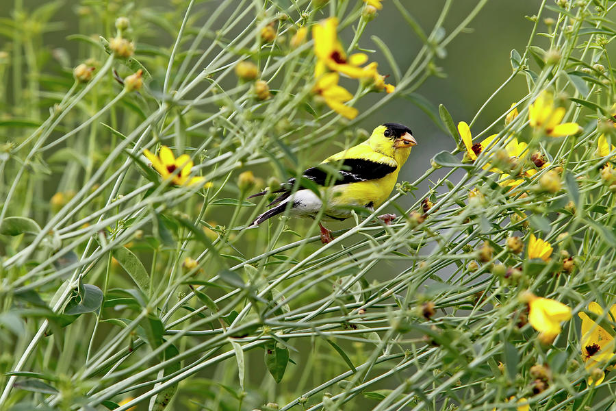 Gold Finch Male Ii Digital Art By Jerry Dalrymple - Fine Art America