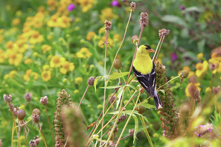 Gold Finch male Digital Art by Jerry Dalrymple - Fine Art America