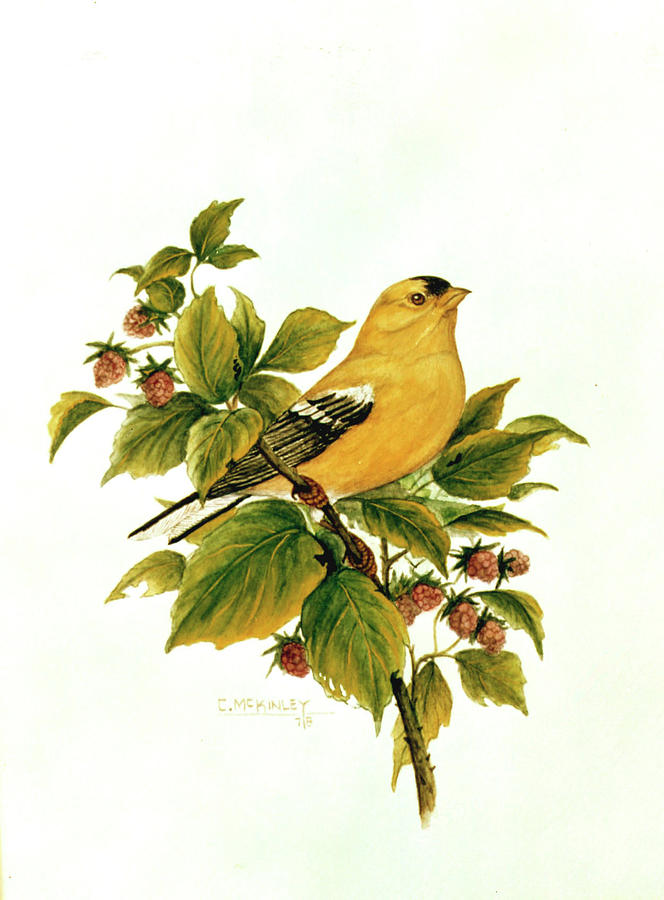 Gold Finch On Berries Painting by Carl McKinley