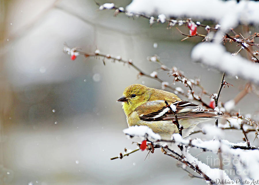 Gold Finch on Snowberry bush - So. Missouri - New Version Photograph by Debbie Portwood
