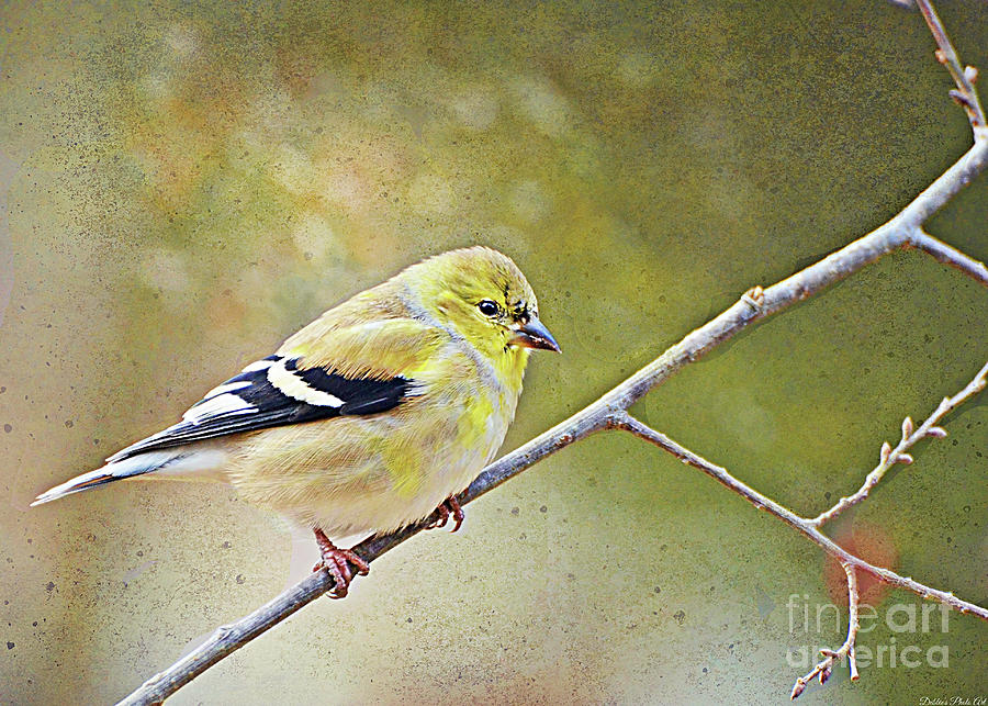 Gold Finch on Twig - New Version Photograph by Debbie Portwood