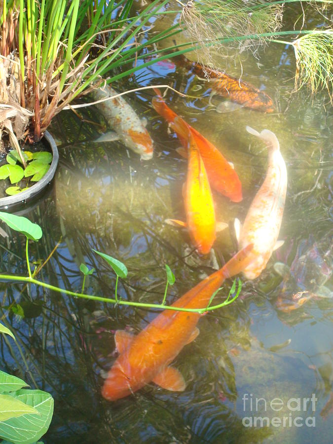 Gold Fish In Maui Photograph