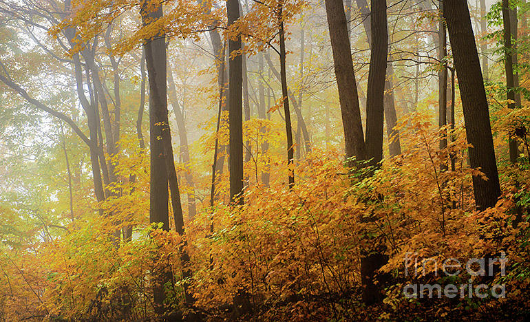 Gold Forest Photograph by LaTanya Fine - Fine Art America