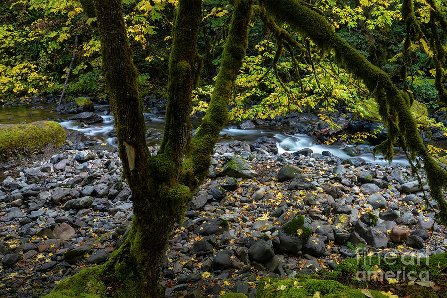 Fall Photograph - Gold Framed with Moss by Michael Dawson