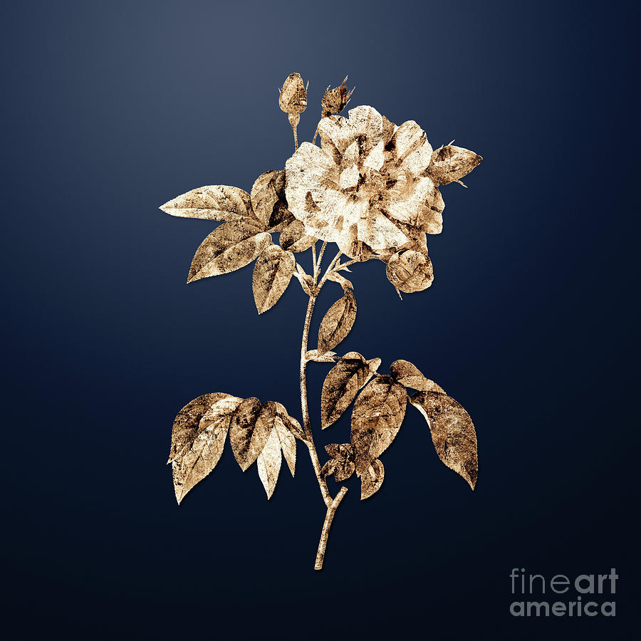 Flower Painting - Gold French Rosebush with Variegated Flowers on Midnight Navy n.03003 by Holy Rock Design