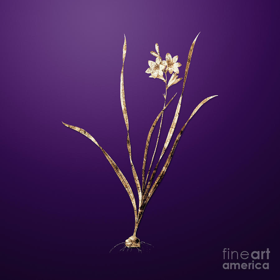 Gold Gladiolus Lineatus on Royal Purple n.00431 Painting by Holy Rock Design