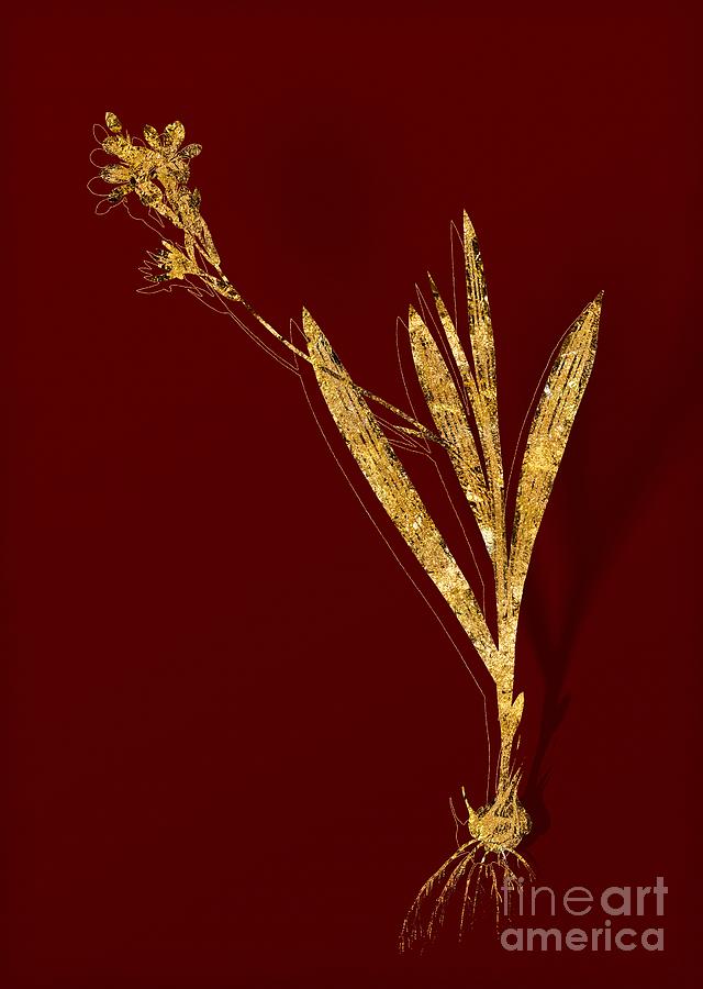 Gold Gladiolus Mucronatus Botanical Illustration on Red Mixed Media by Holy Rock Design