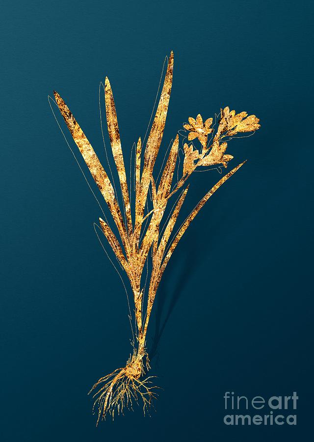 Gold Gladiolus Xanthospilus Botanical Illustration on Teal Mixed Media by Holy Rock Design