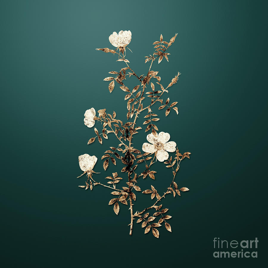 Gold Hedge Rose on Dark Teal GLDFLWR Painting by Holy Rock Design