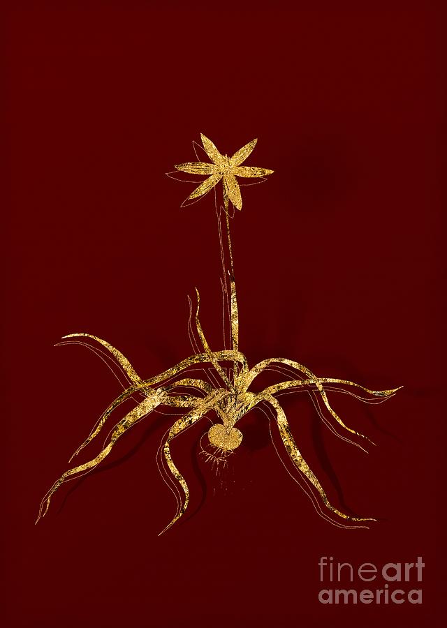 Gold Hypoxis Stellata Botanical Illustration on Red Mixed Media by Holy Rock Design