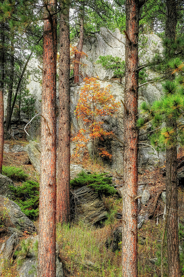 Gold in the Black Hills Photograph by Donna Kennedy