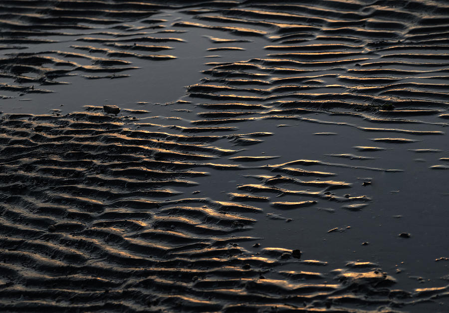 Gold in the Mud Photograph by Alex Lapidus