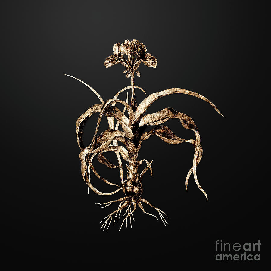 Gold Iris Scorpiodes on Wrought Iron Black n.00080 Painting by Holy Rock Design