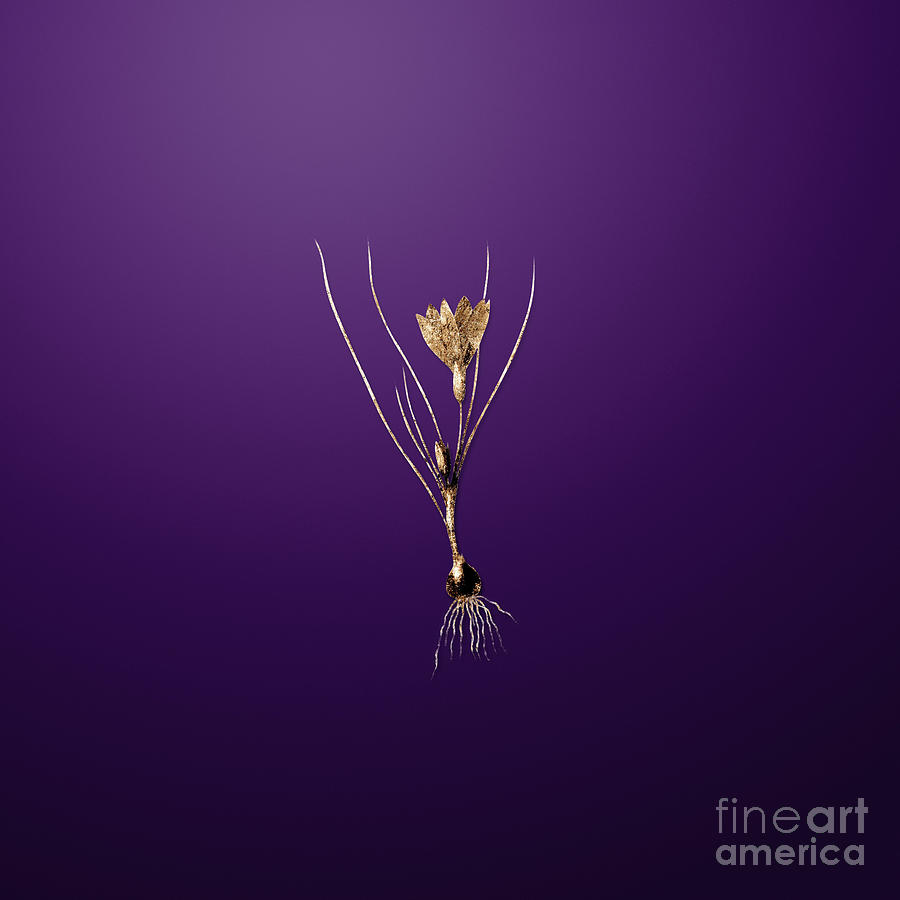 Vintage Painting - Gold Ixia Filifolia on Royal Purple n.00922 by Holy Rock Design