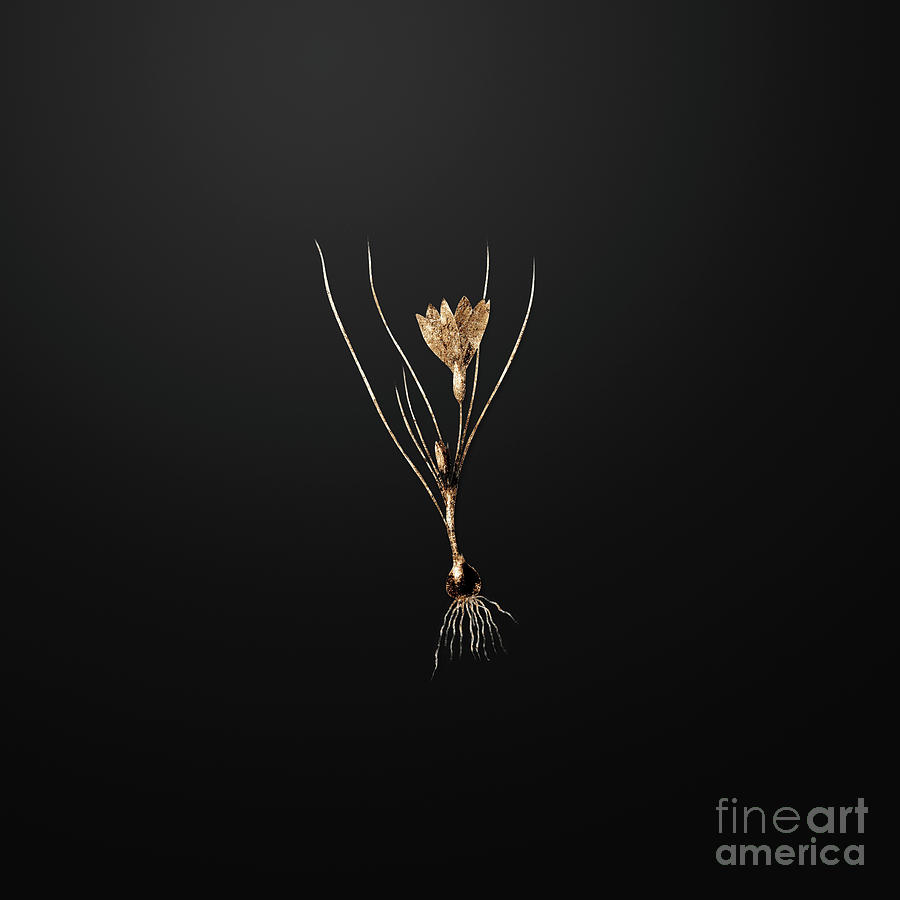 Vintage Painting - Gold Ixia Filifolia on Wrought Iron Black n.00178 by Holy Rock Design