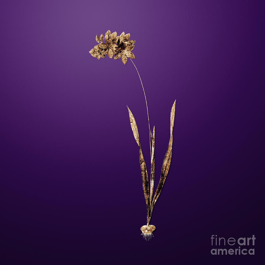 Vintage Painting - Gold Ixia Filiformis on Royal Purple n.00936 by Holy Rock Design