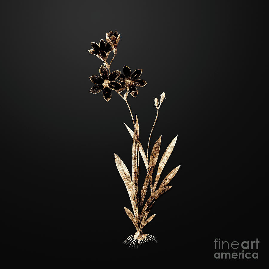 Vintage Painting - Gold Ixia Grandiflora on Wrought Iron Black n.00220 by Holy Rock Design